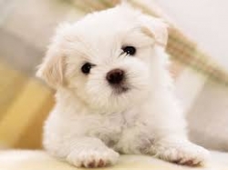 cute dog